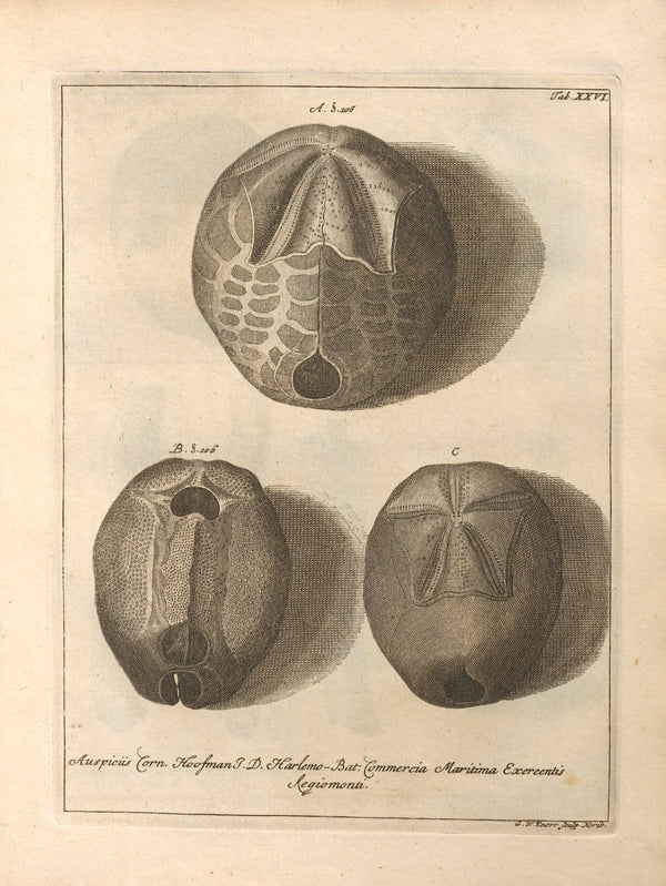 Naturalis Dispositio Echinodermatum Natural Arrangement of Echinoderms Pl27 1734