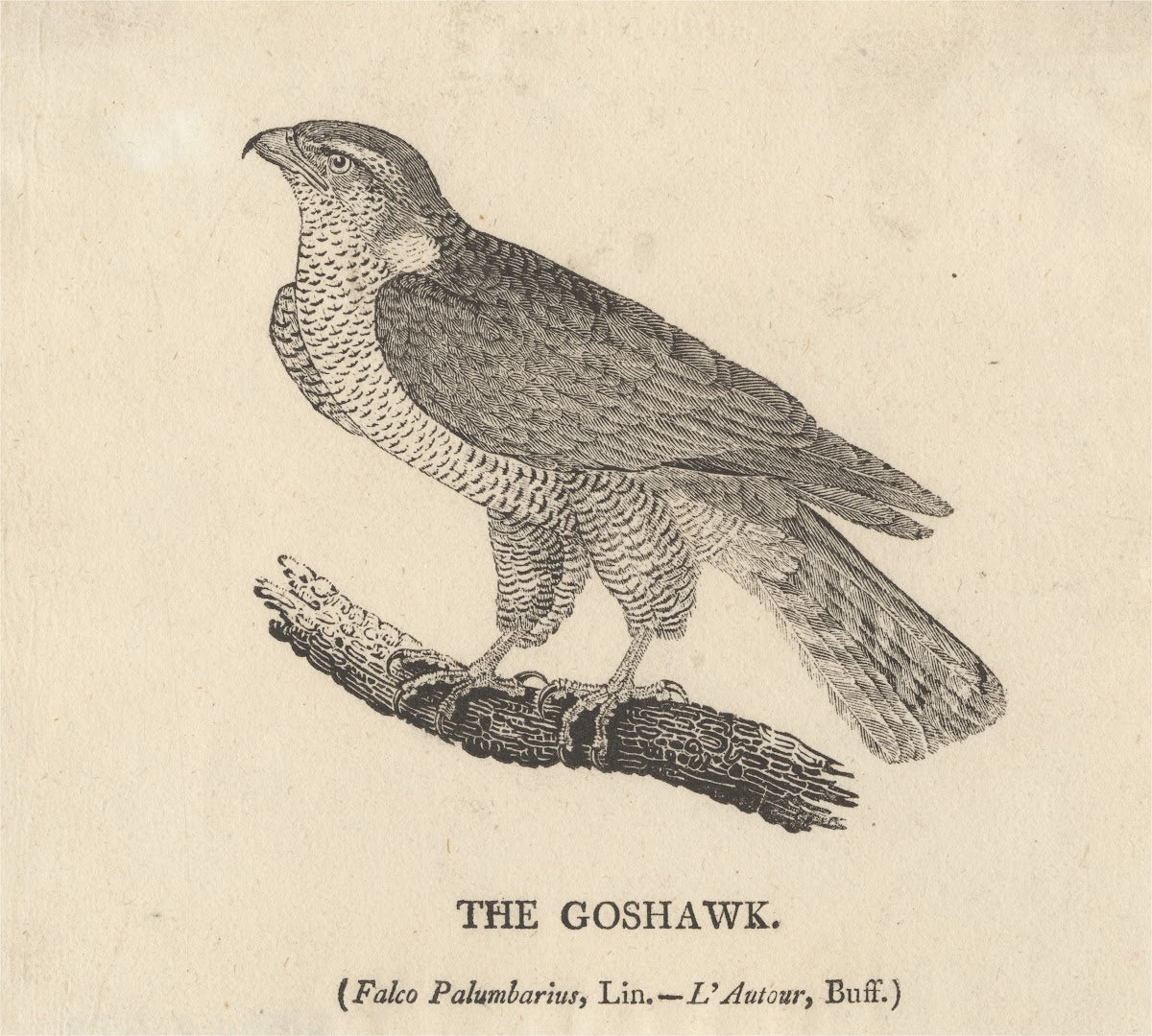 The Goshawk