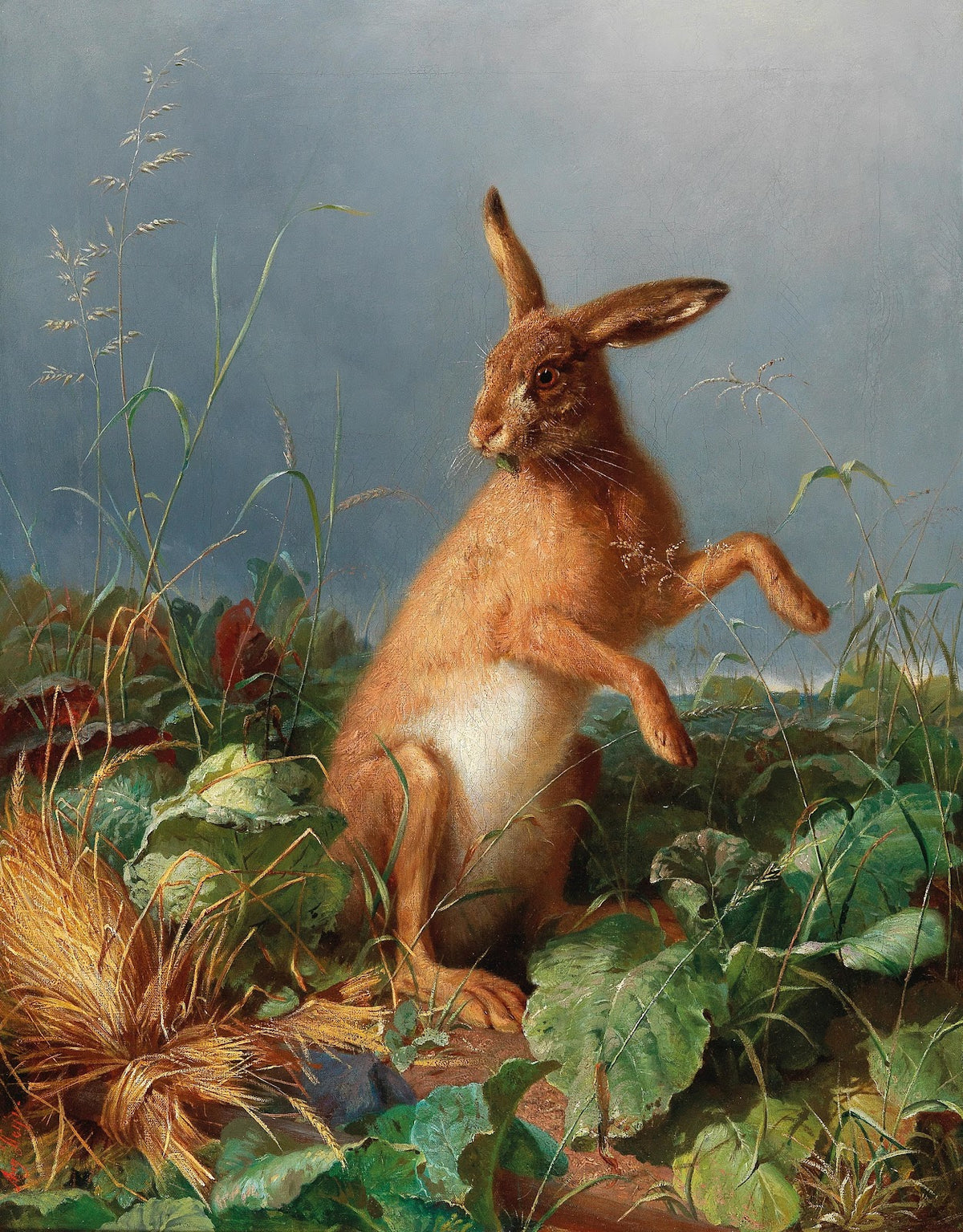 A Hare in the Field