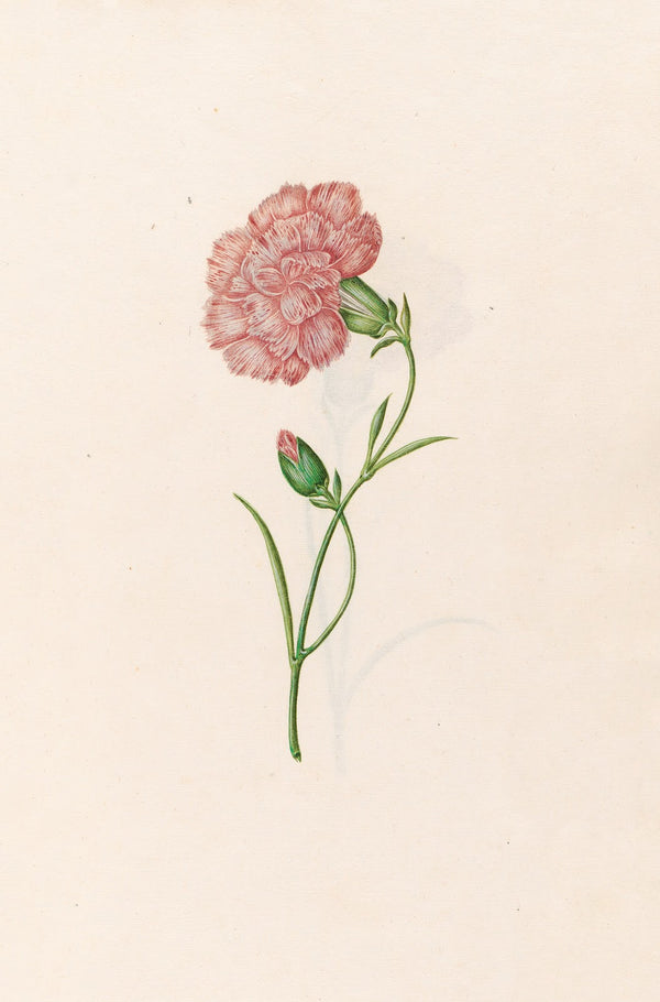 Carnation 1692