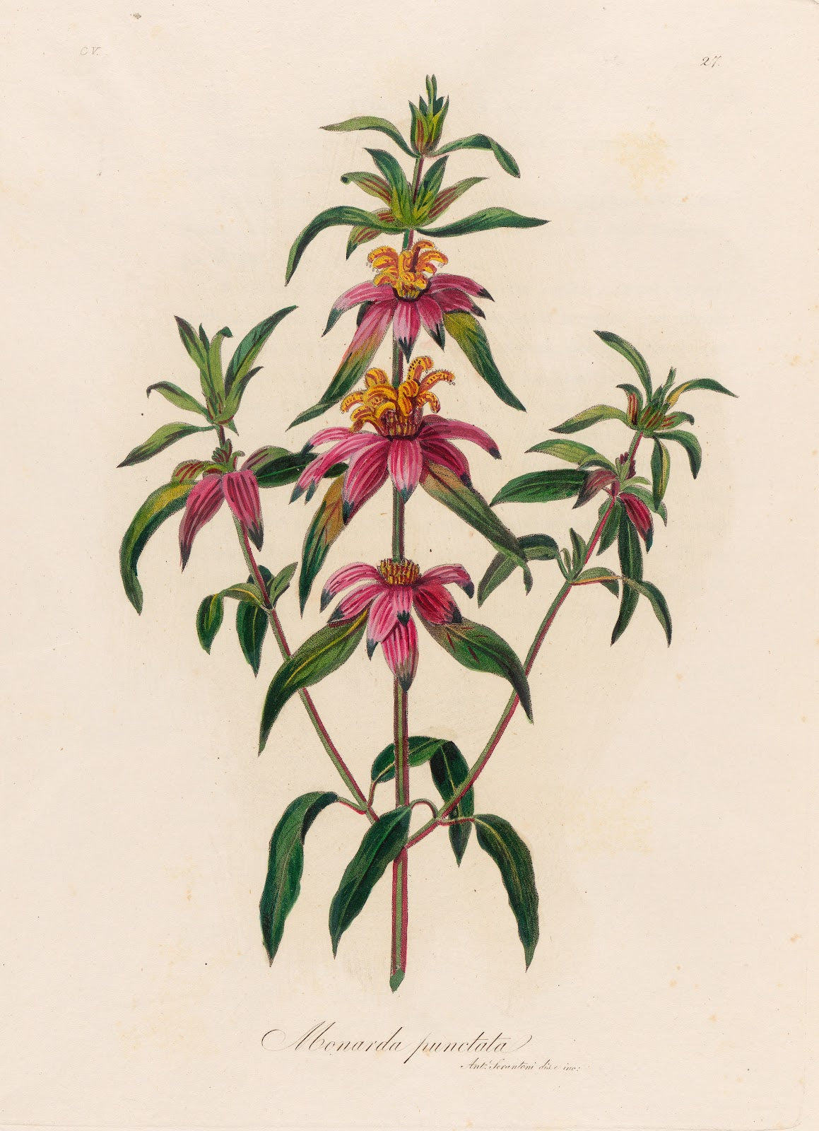 Monarda punctata 1818 1824