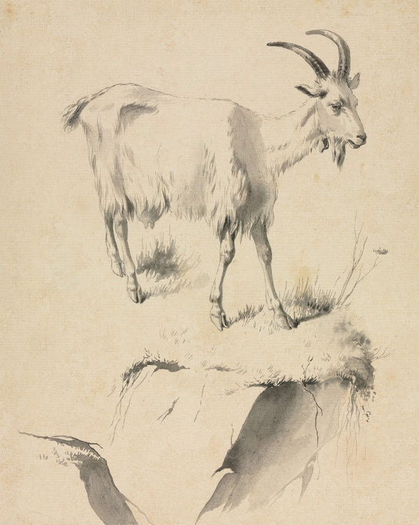Study of a Goat 1700s