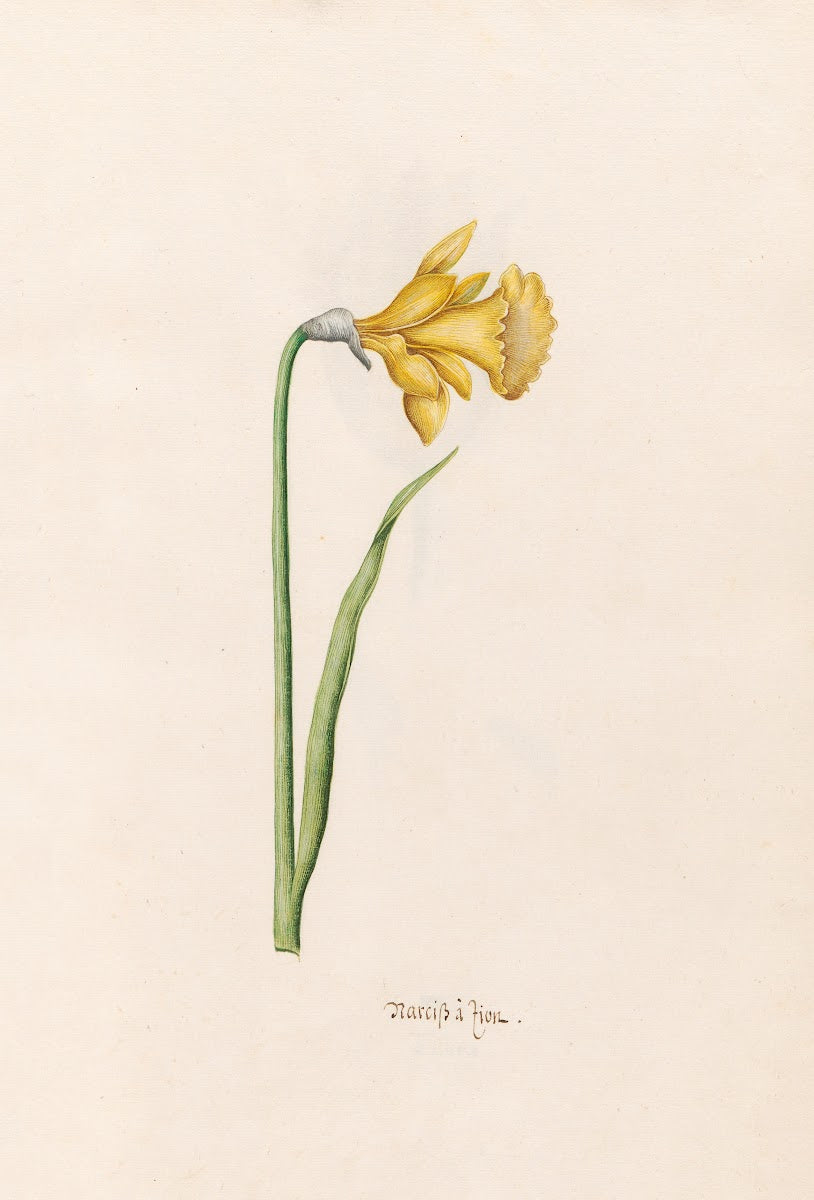 Narciss à Lion 1692