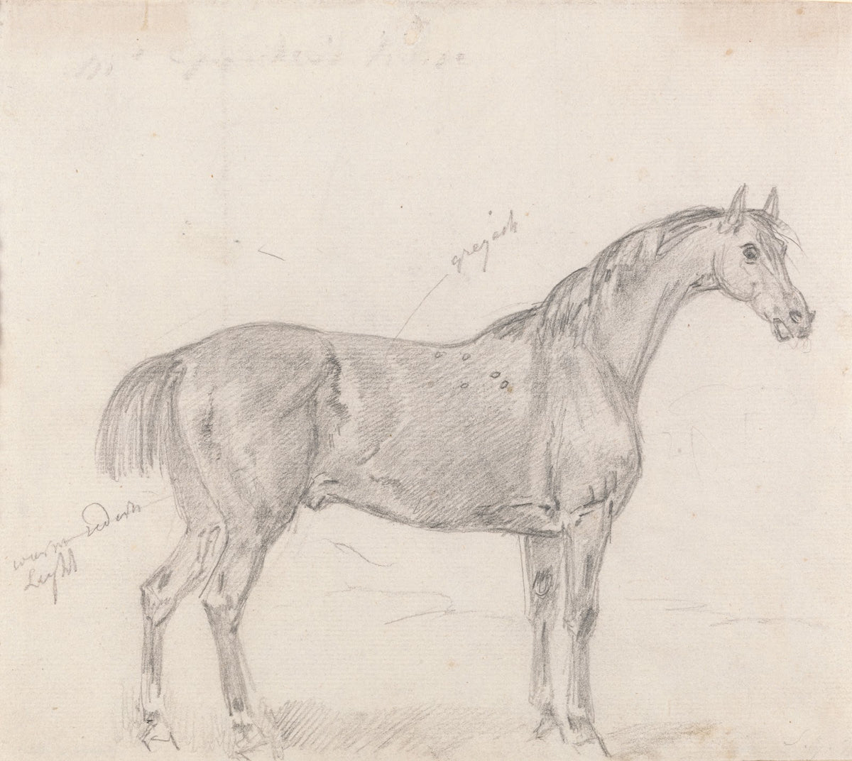 Horse Standing Side View Facing Right