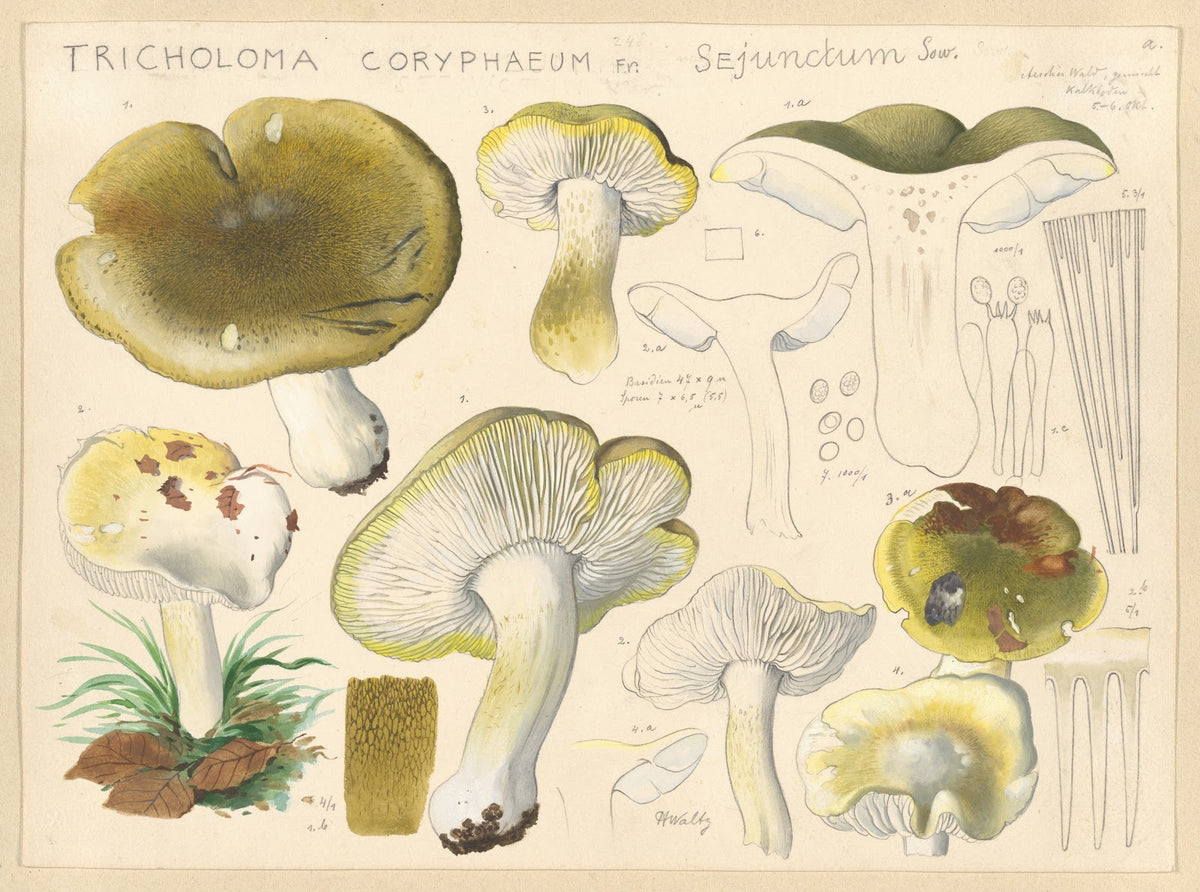 Tricholoma coryphaeum Fr sejunctum Sow 1915 1945