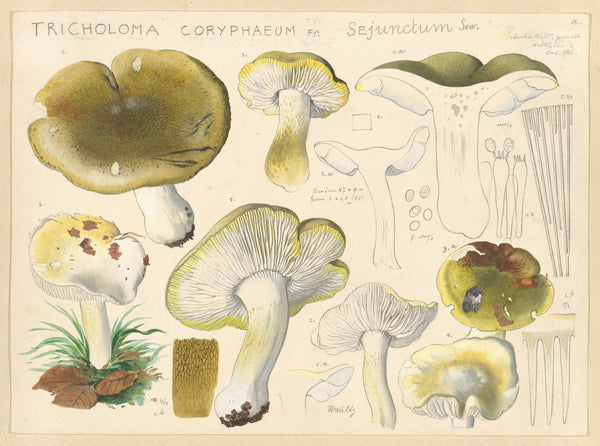 Tricholoma coryphaeum Fr sejunctum Sow 1915 1945