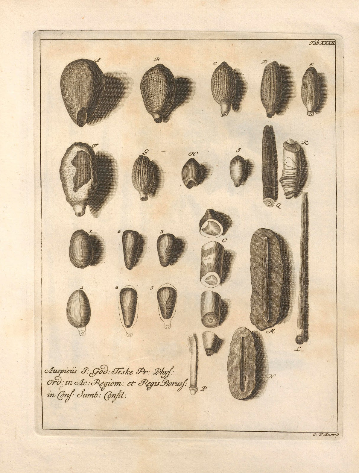Naturalis Dispositio Echinodermatum Natural Arrangement of Echinoderms Pl33 1734