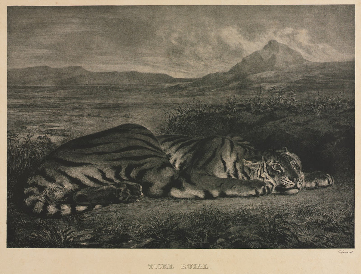 Tigre Royal 1829