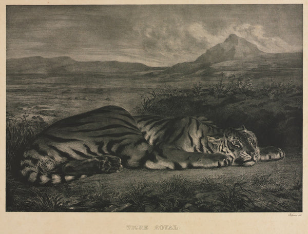 Tigre Royal 1829