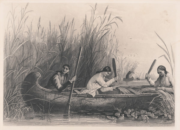Gathering wild rice 1850