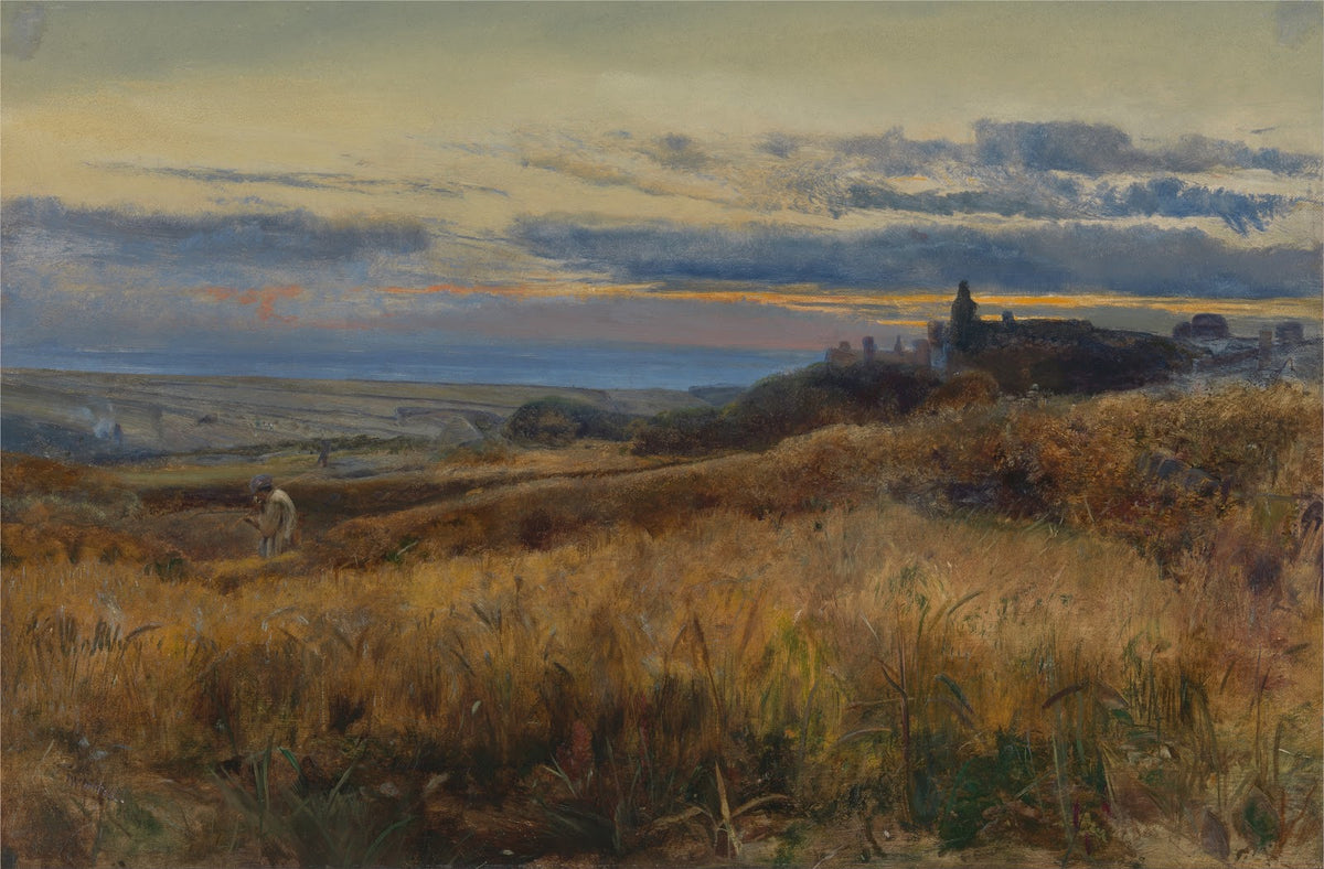 Cornfield at sunset