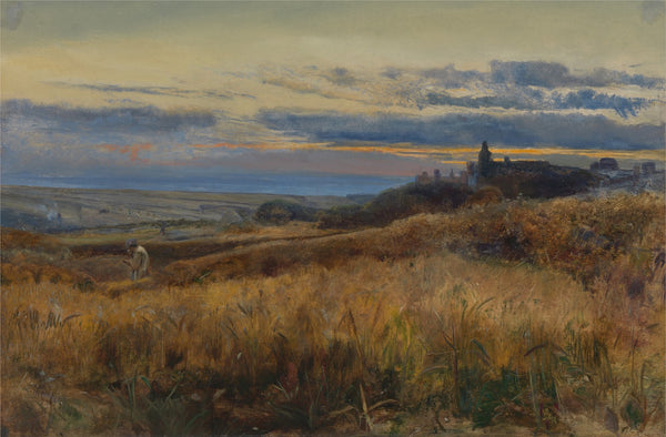 Cornfield at sunset