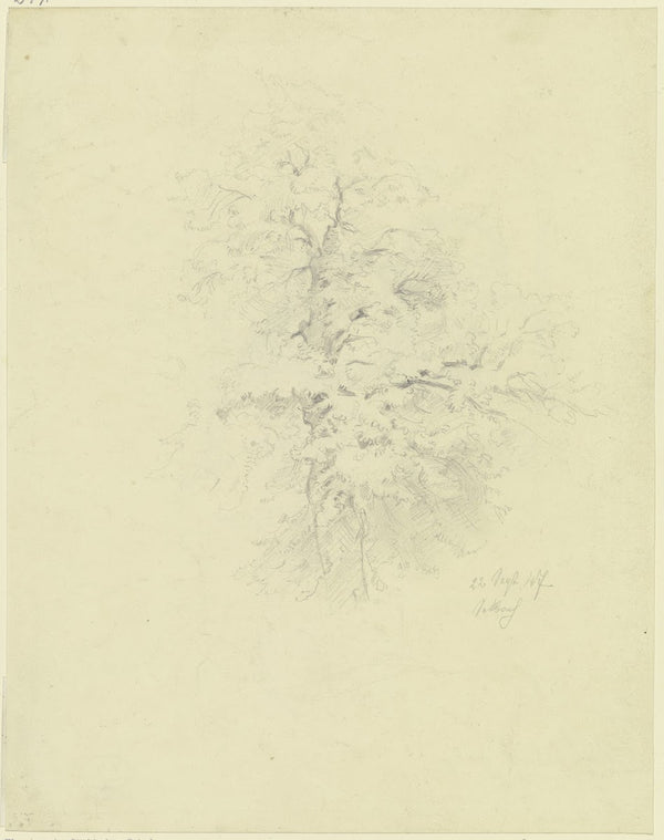 Tree in Seckbach 1847