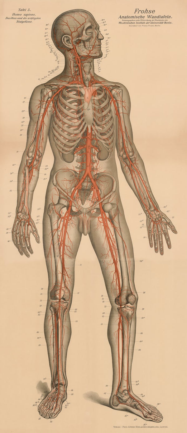 The heart and the main blood vessels 1900