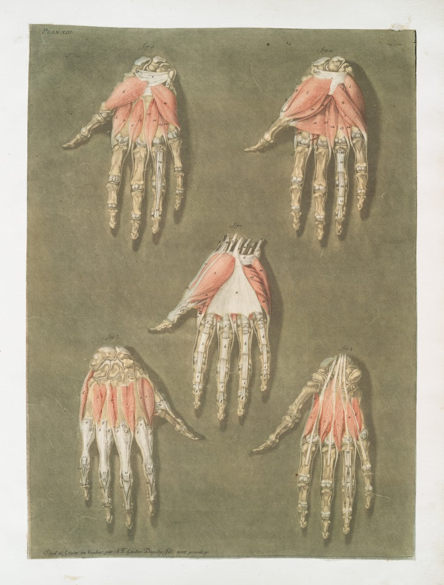 Elle présente en detail les muscles situés dans la main 1773