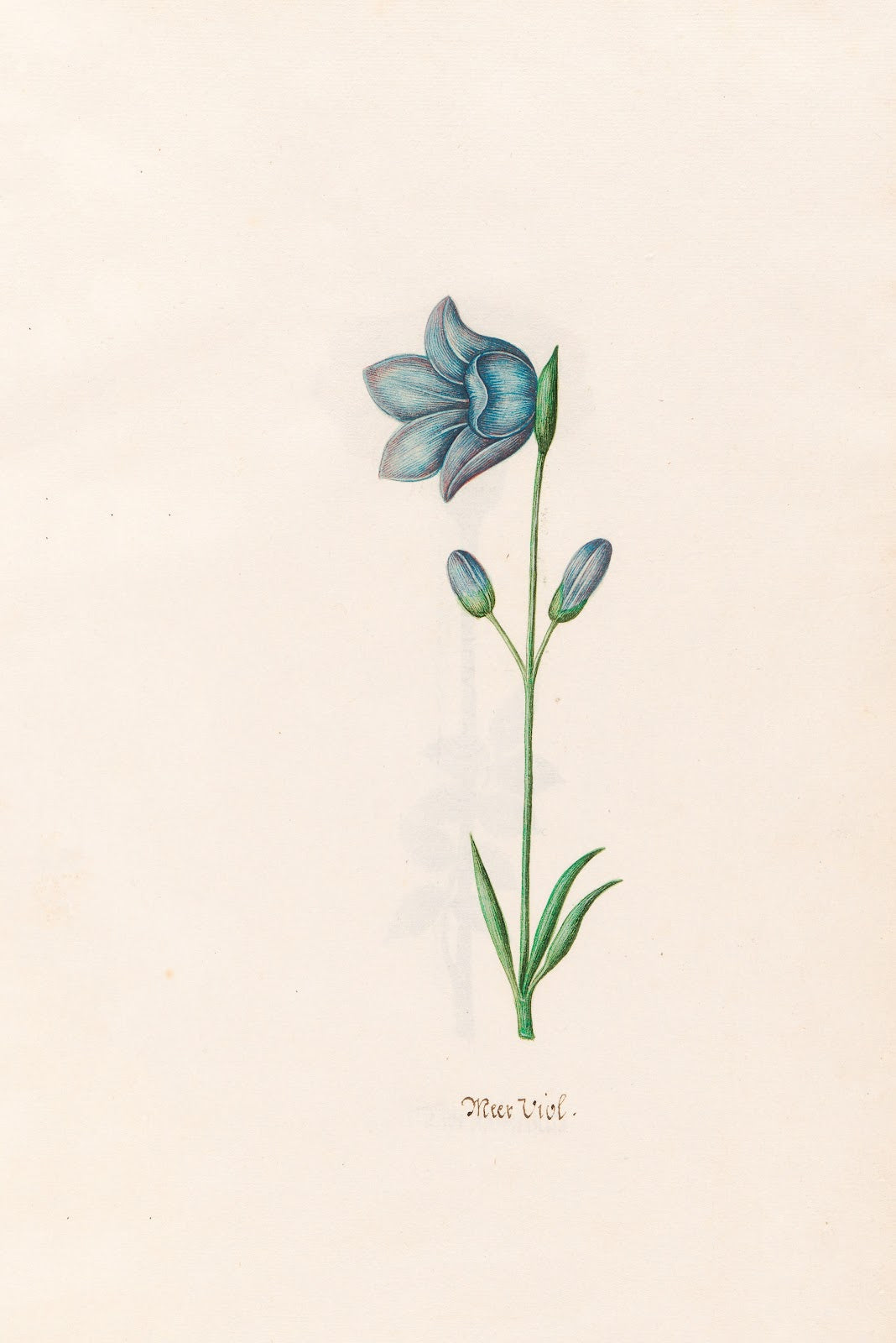 Meer Viol 1692