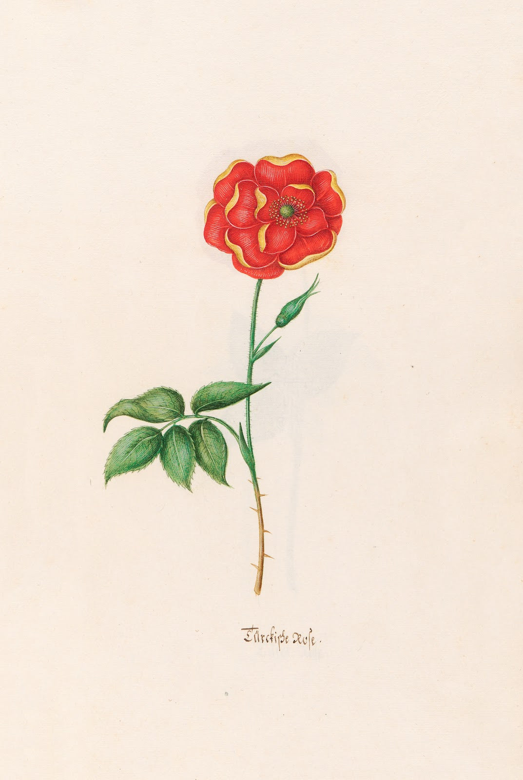 Türckishe rose 1692