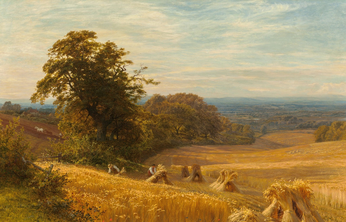 Cornfield at Abingdon Berks 1874