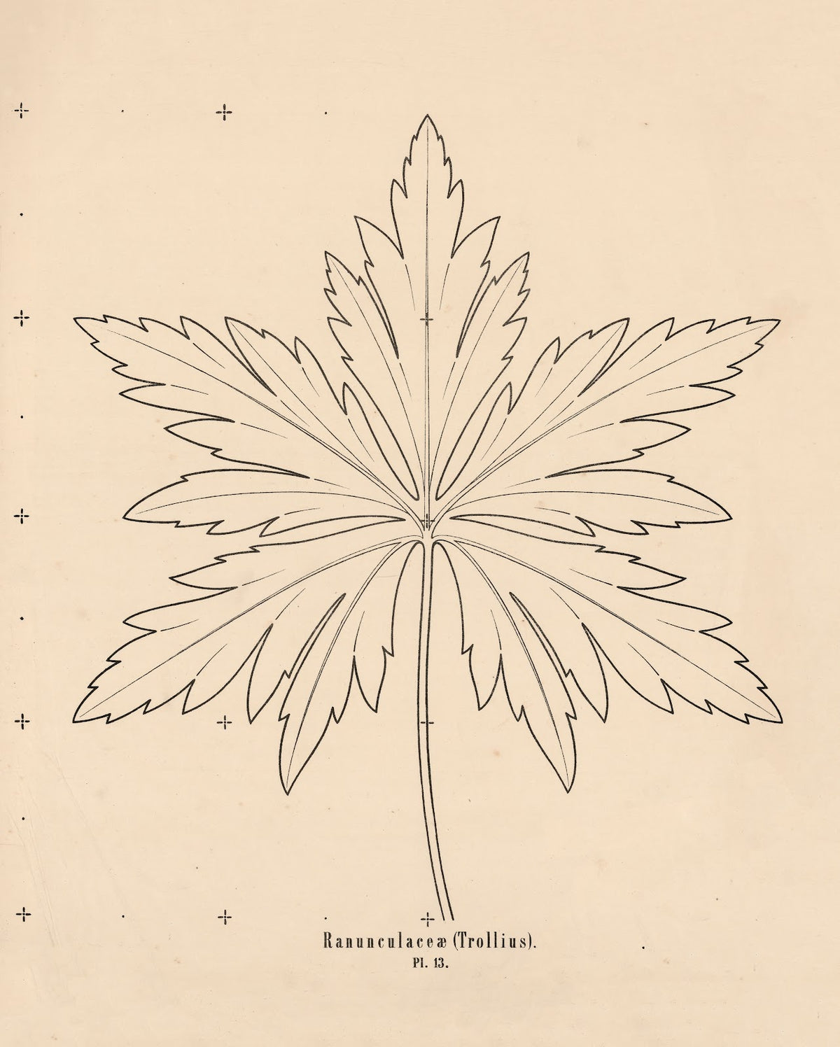 Ranunculaceæ Trollius 1863