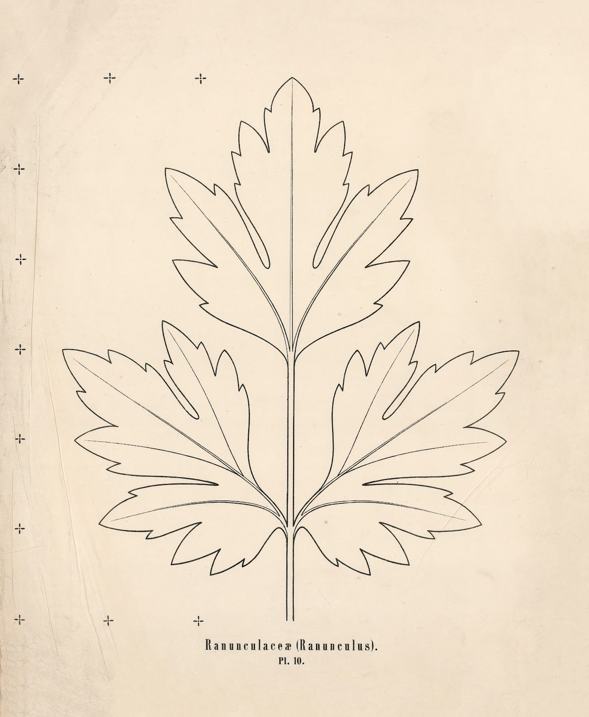 Ranunculaceæ Ranunculus 1863