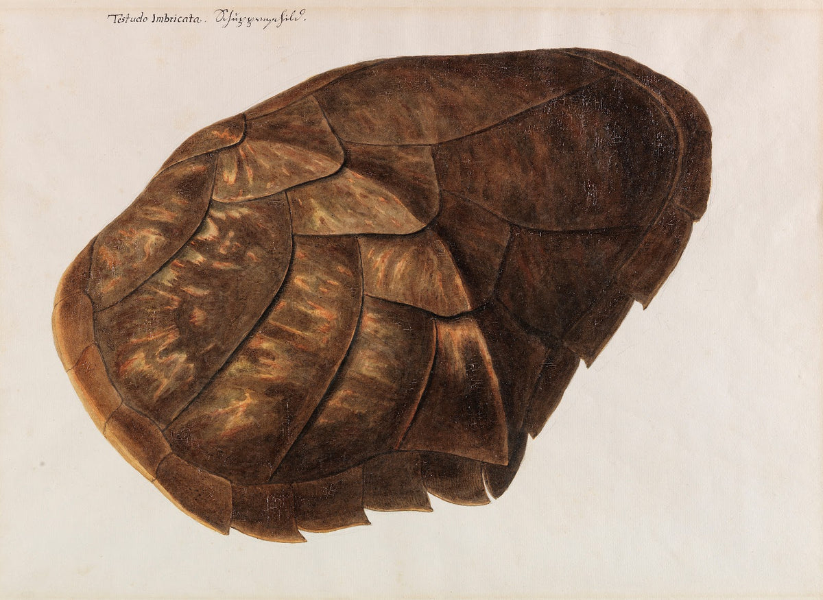 Testudo Imbricata  Schuppenschild Ca 1770 1790