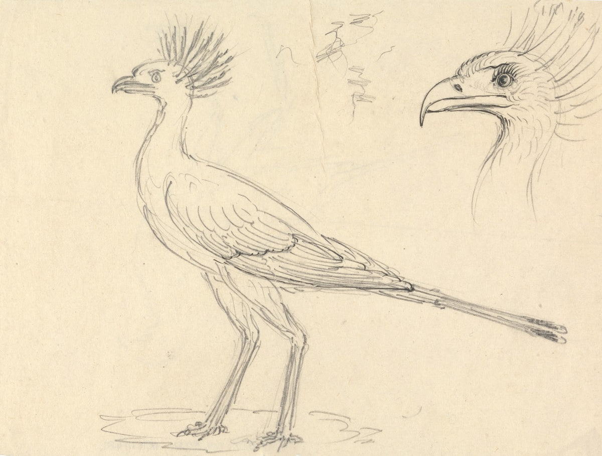 Secretary Bird