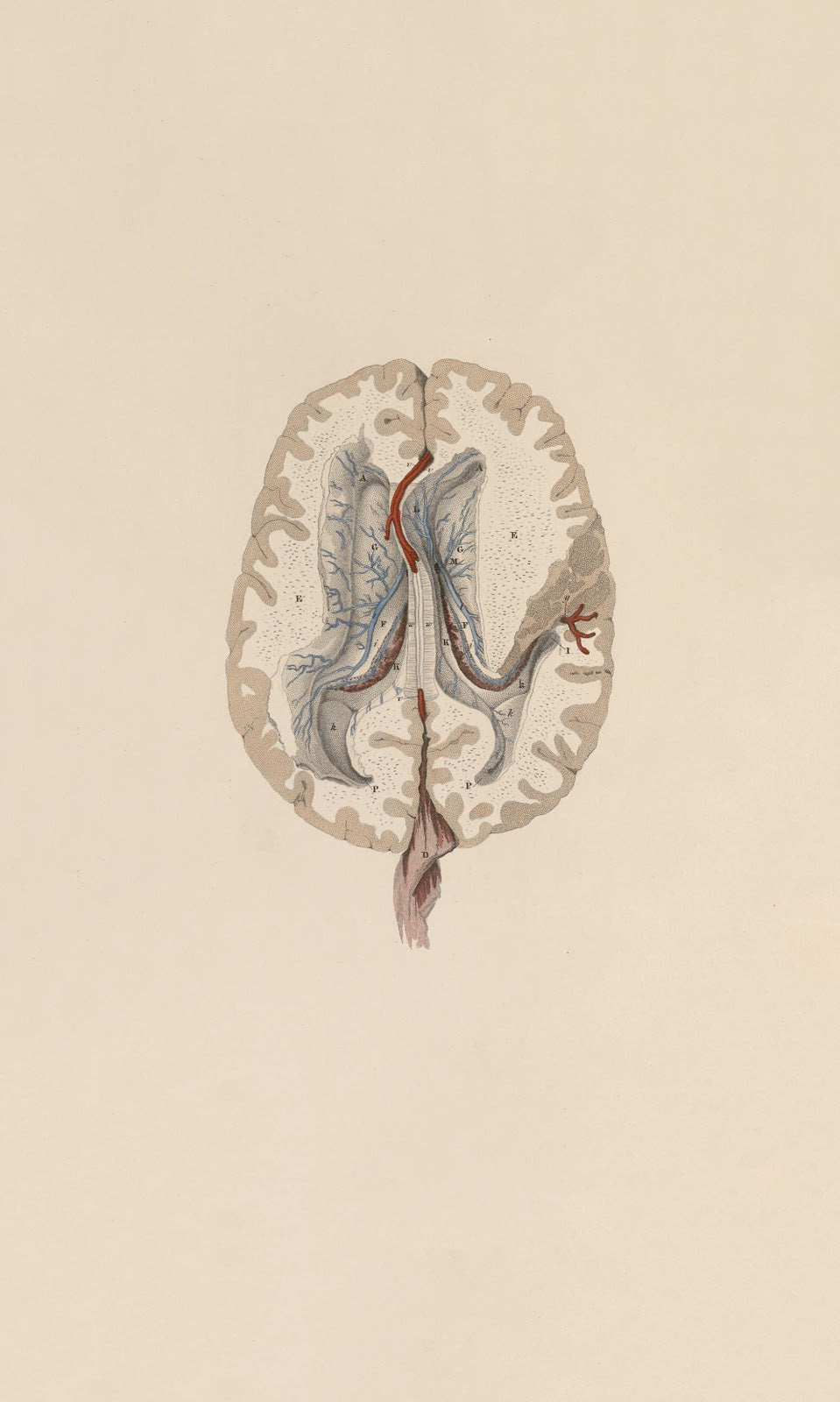 A system of anatomical plates of the human body Pl063 1840