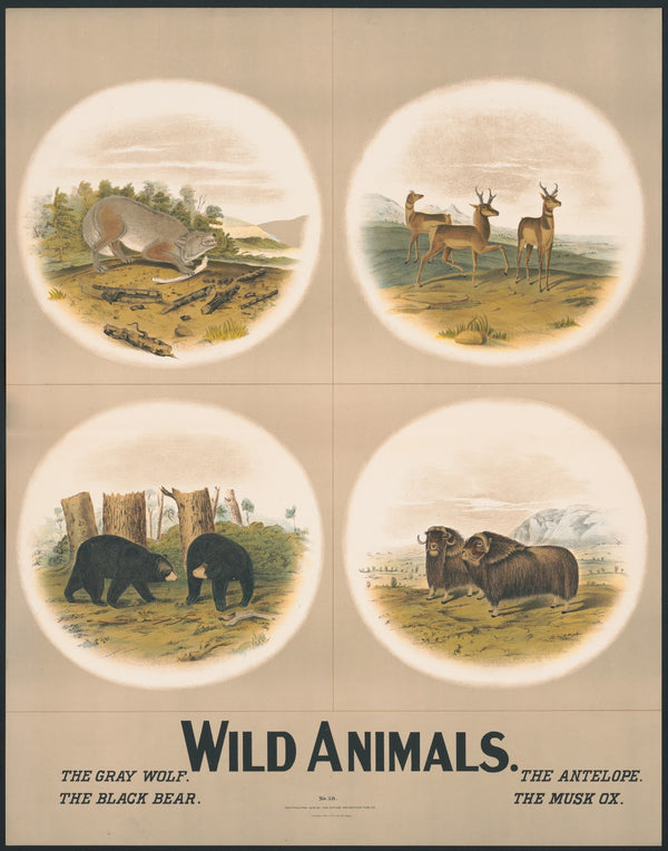 Wild animals 1903