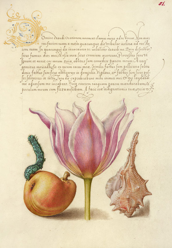 Caterpillar Pear Tulip and Purple Snail 15611596