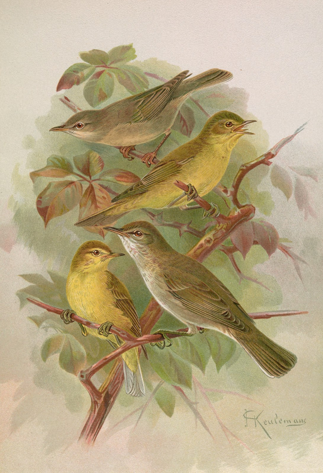 Hypolais pallida philomela polyglotta olivetorum