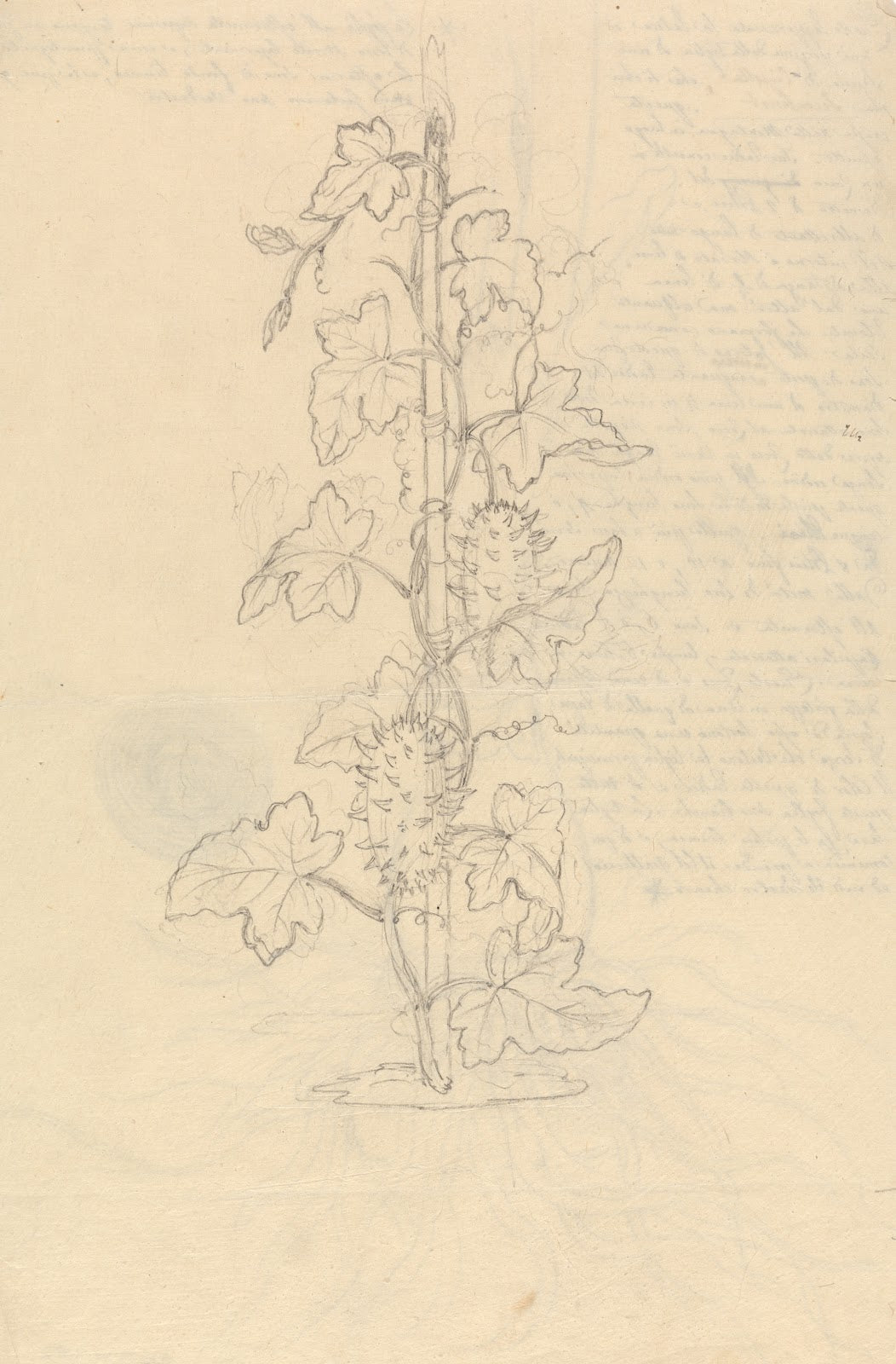 Cucumis Metuliferus
