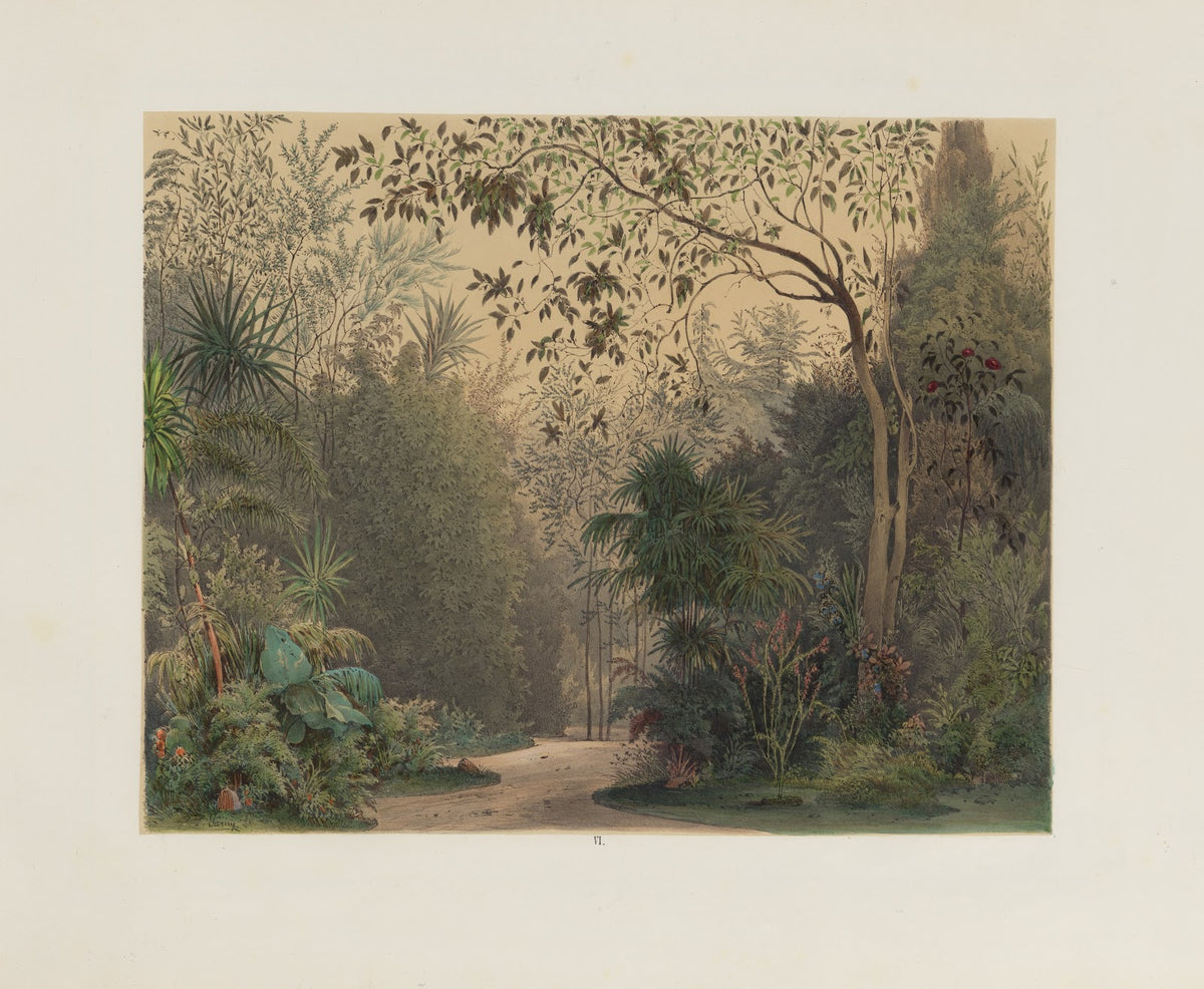 Der Wintergarten in der kaiserlichen königlichen Hofburg zu Wien Pl06 1852