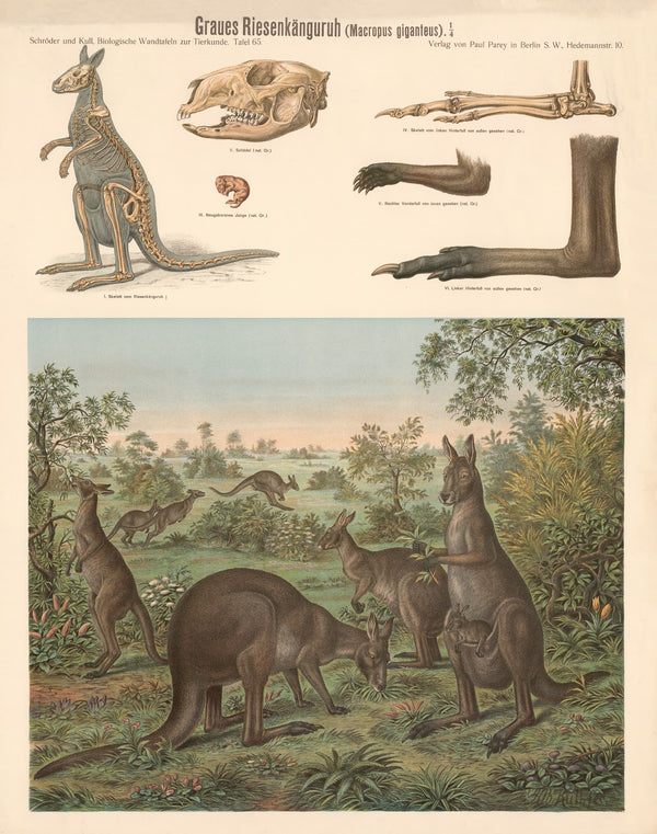 Eastern Grey Kangaroo Macropus giganteus
