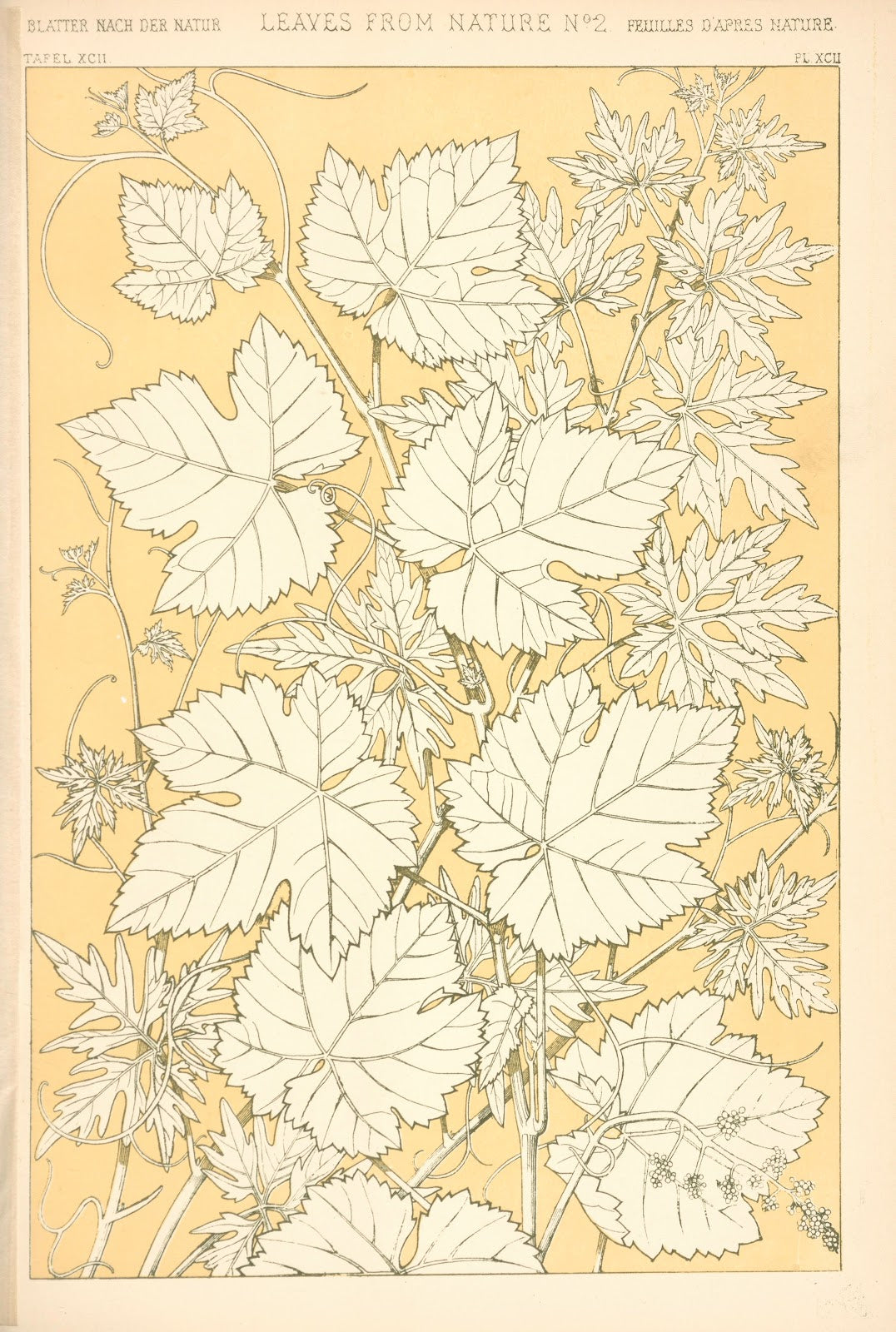 Leaves from Nature No 2 1910
