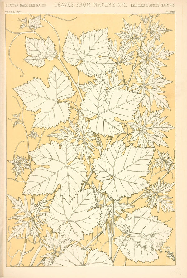 Leaves from Nature No 2 1910