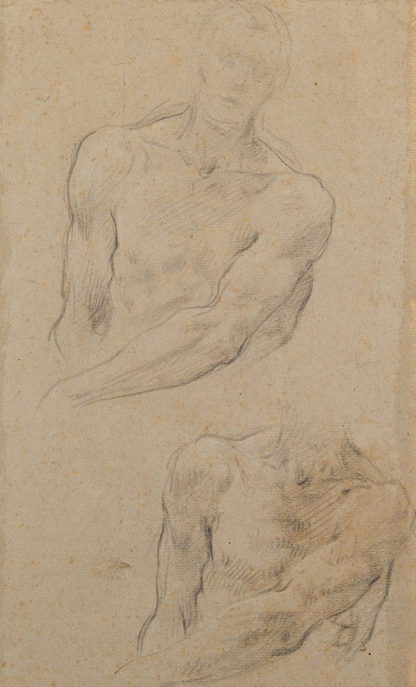 Studies of a Male Torso 17th century