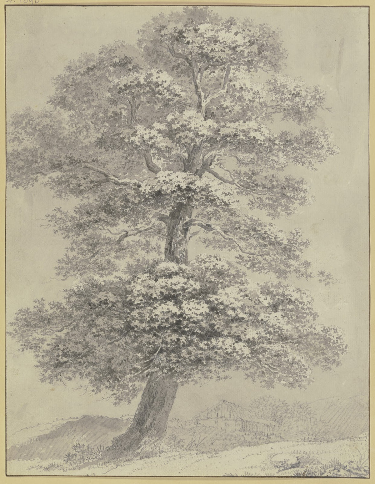 Oak trees