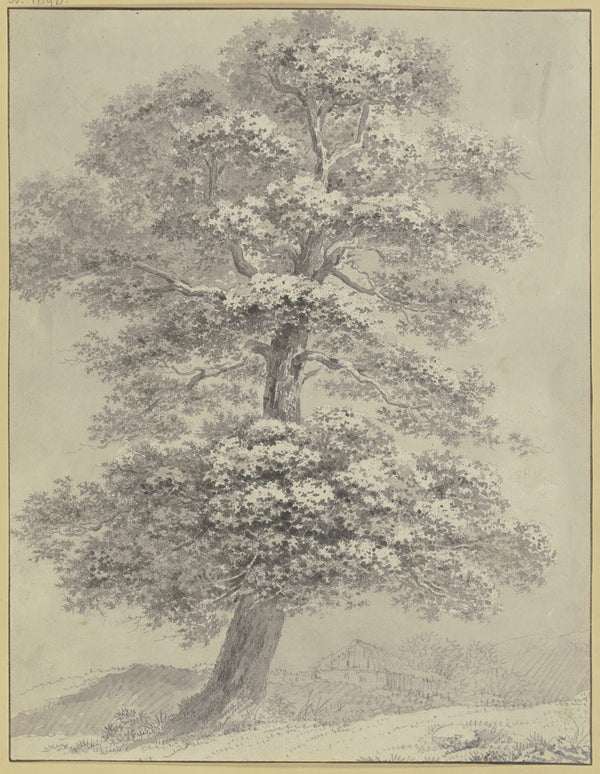 Oak trees