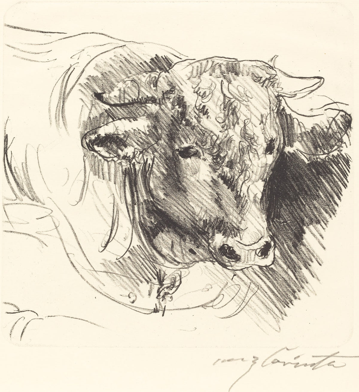 Head of a Steer Stierkopf 1912