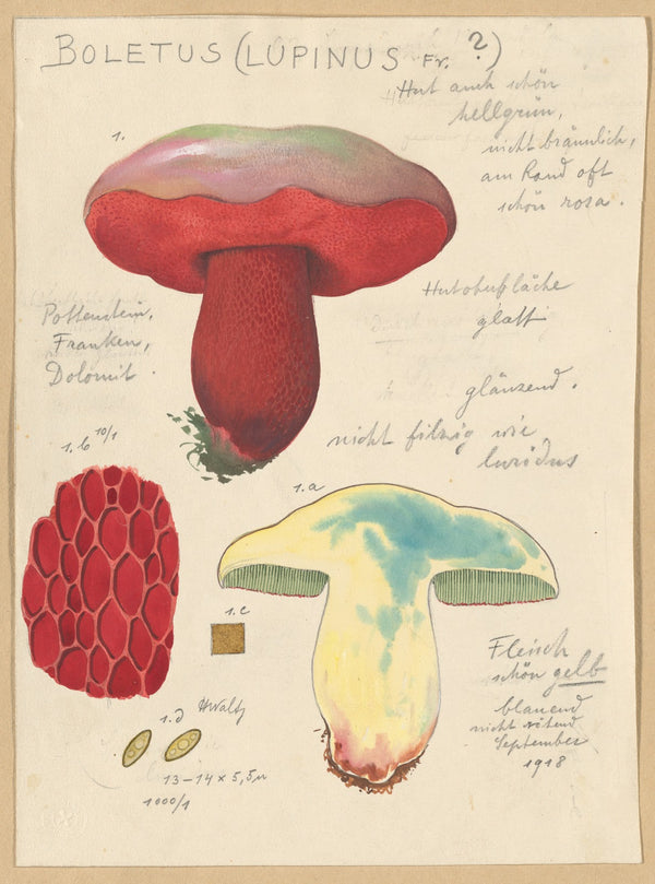 Boletus lupinus 1915 1945