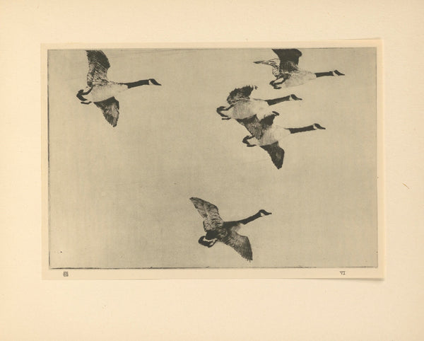 Geese 20th century