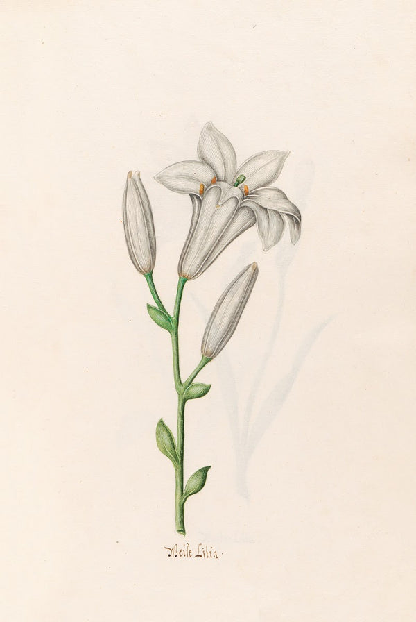 Weise Lilia 1692