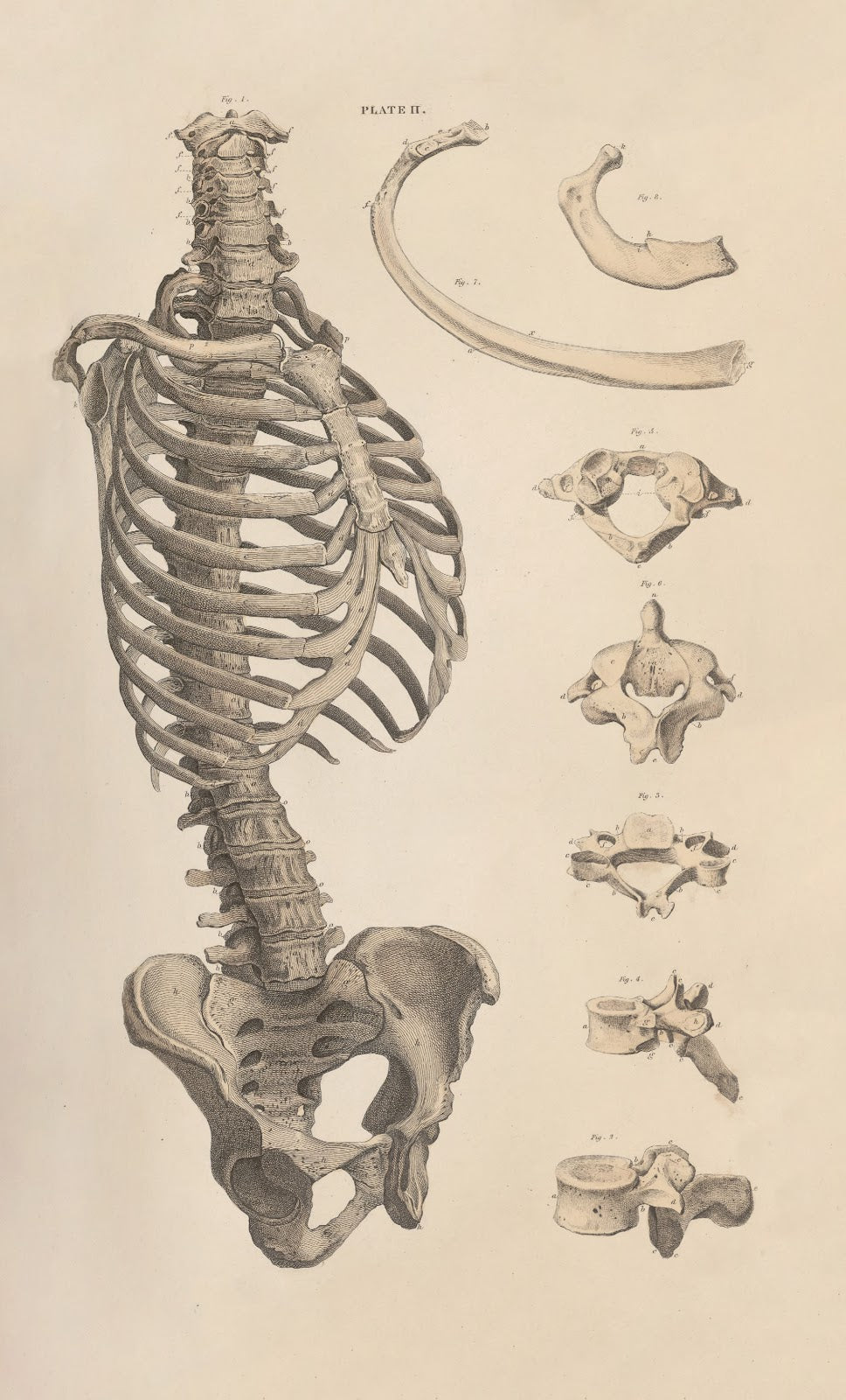 A system of anatomical plates of the human body Pl002 1840