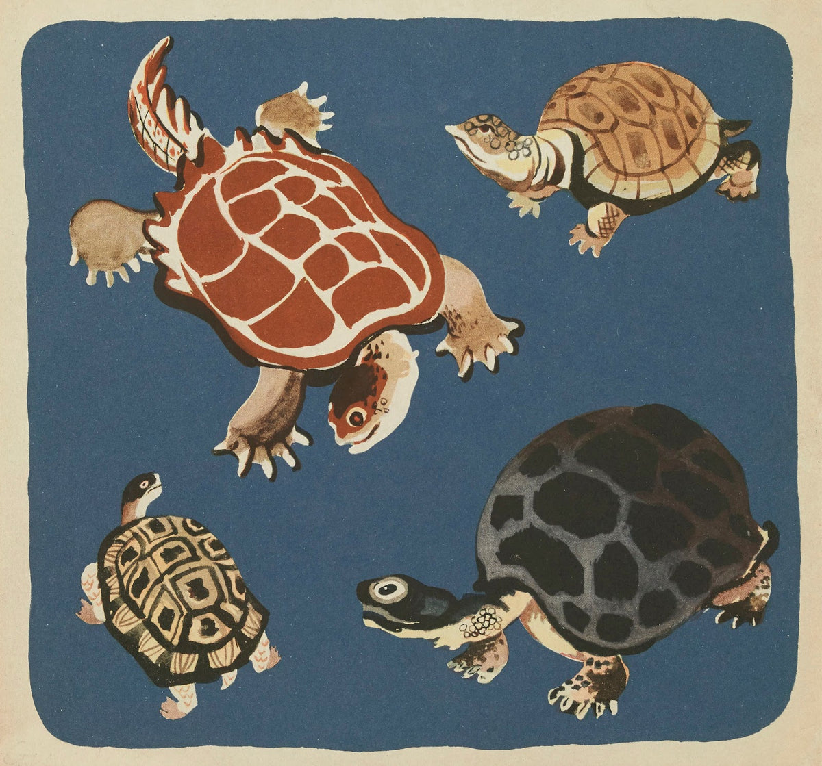 Nouvelles images à colorier Reptiles Pl16 1938