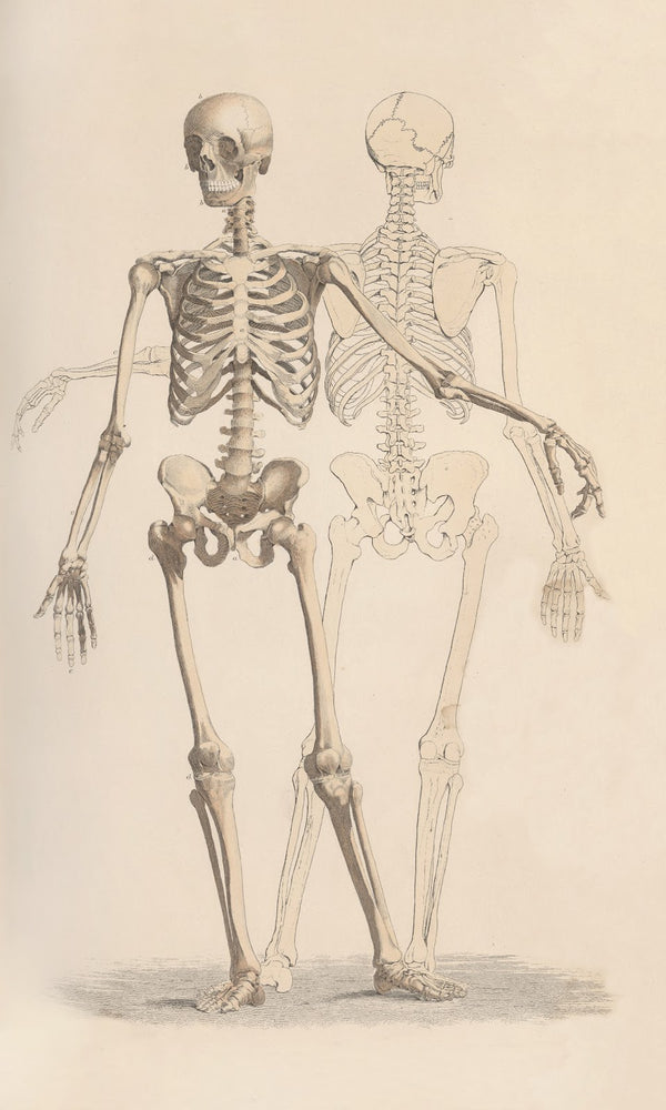 A system of anatomical plates of the human body Pl001 1840