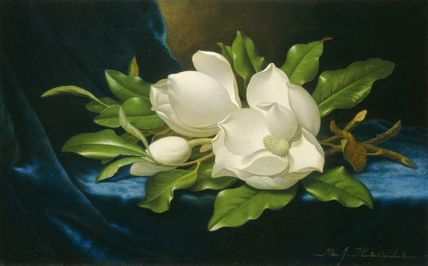 Giant Magnolias on a Blue Velvet Cloth c 1890