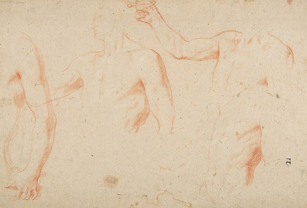Three Studies of a Male Torso for the Coronation of Marcantonio Pasqualini 1641