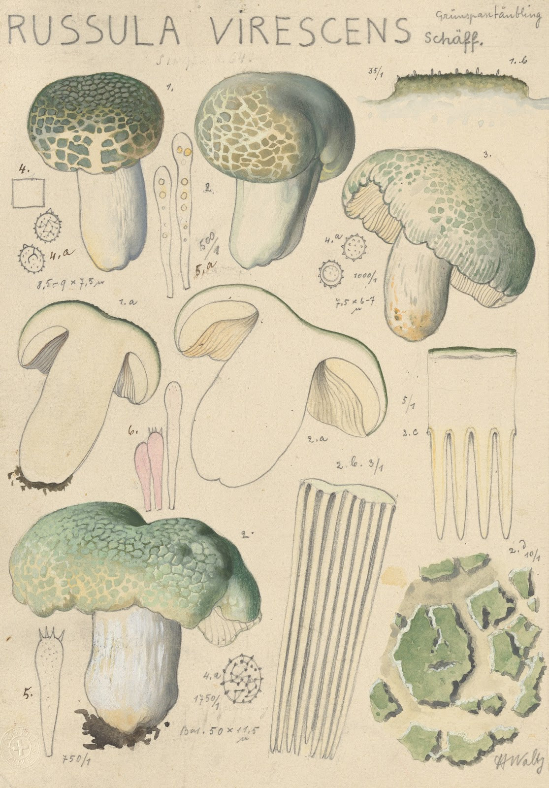 Russula virescens 1915 1945