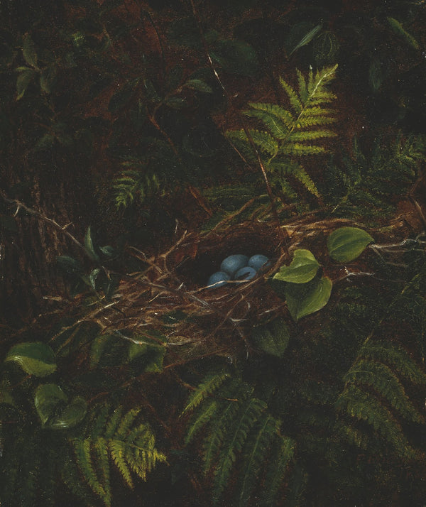 Birds Nest and Ferns 1863