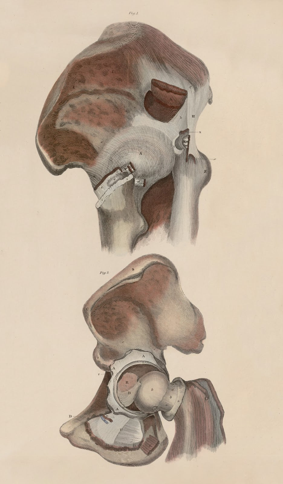 A system of anatomical plates of the human body Pl050 1840